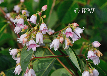 Apocynaceae (Dogbane)